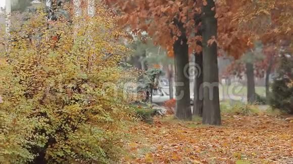 不幸的乞丐在秋天公园跛脚社会脆弱性和贫困问题视频的预览图