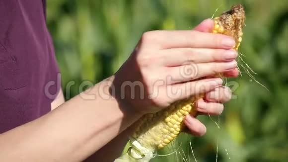 一个女农民的手举起来女人拿着一只玉米耳朵检查它农业视频的预览图