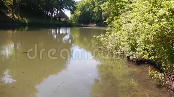 鸭子在湖上游泳的视频夏季阳光明媚的一天视频的预览图