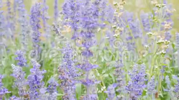 4K镜头蓝色萨尔维亚蓝色圣人花草地上美丽的紫罗兰花和青草视频的预览图
