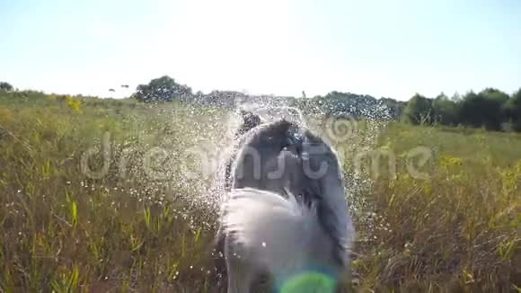 在阳光明媚的日子里湿漉漉的西伯利亚哈士奇狗在田野里摇动着他皮毛上的水滴年轻的家养动物视频的预览图
