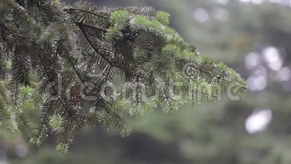 树枝摆动水滴滴落视频的预览图