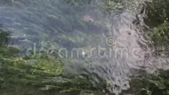 海龟在流动的淡水中游泳视频的预览图