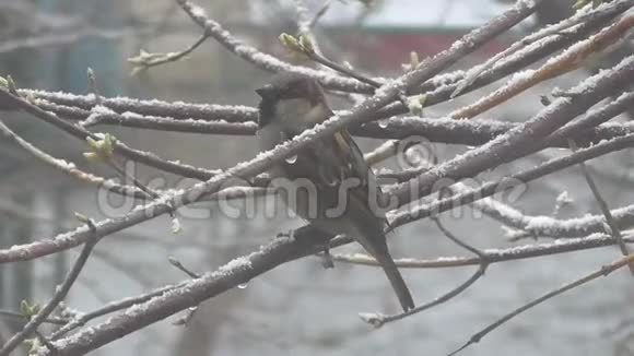 麻雀坐在树枝上花蕾开始在树上绽放下雪了视频的预览图