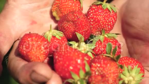 在园丁的手掌上烤草莓农夫从种植园里收获草莓手里拿着一个视频的预览图