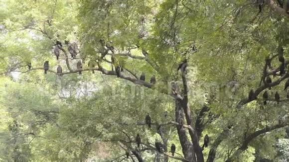 在印度新德里的奈尼塔尔动物园里一只老鹰在阳光明媚的一天休息视频的预览图
