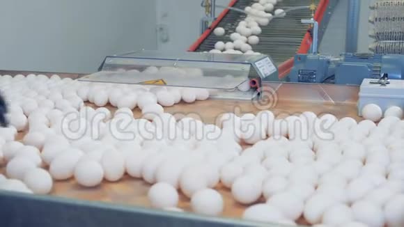 工厂工人正在把鸡蛋从家禽的托盘上放下来视频的预览图