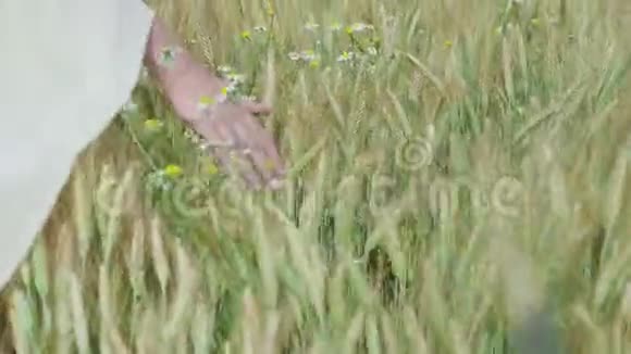 近距离拍摄女性手在田野里行走和触摸金小穗慢动作视频的预览图