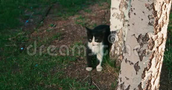 小猫在树木附近玩耍视频的预览图