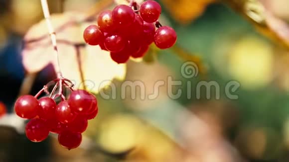 红色浆果和秋黄色叶子视频的预览图