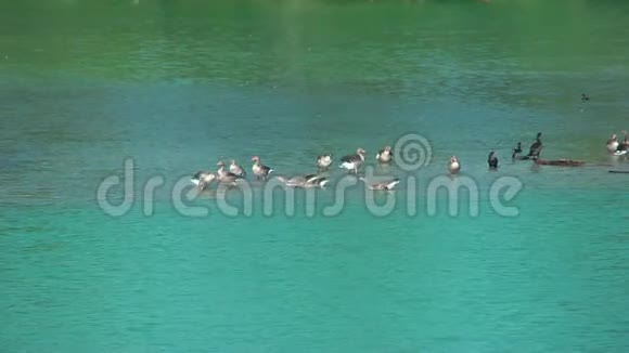 野鸟鹅和奥莫兰在湖上视频的预览图