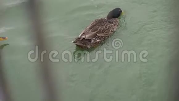 一群鸭子从池塘里飞到岸边视频的预览图