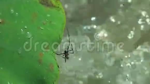 蜘蛛从水中爬升到叶子野生动物的生存视频的预览图