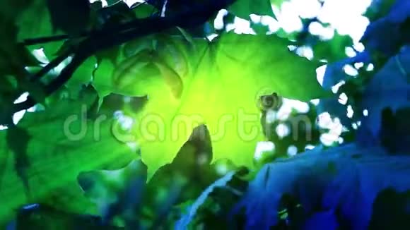 青枫叶在风中摇曳透过树叶的特写灯光视频的预览图