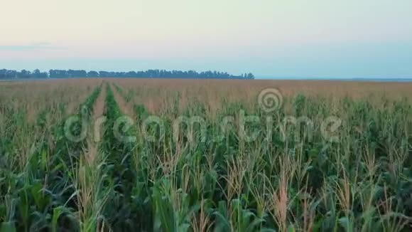 日出时无人机飞越玉米地视频的预览图