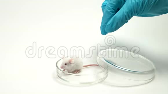 一位戴一次性手套的科学家将一只实验室老鼠放入培养皿中进行研究概念药物测试疫苗视频的预览图