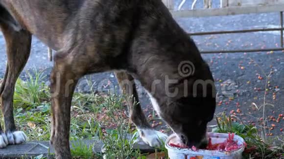 流浪狗吃院子里碗里的食物视频的预览图