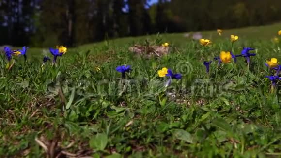 巴伐利亚阿尔卑斯山花卉草地追踪拍摄视频的预览图