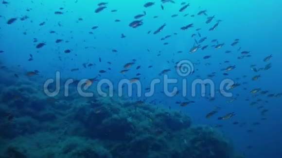 水下潜水深蓝色海水中的小水坝视频的预览图