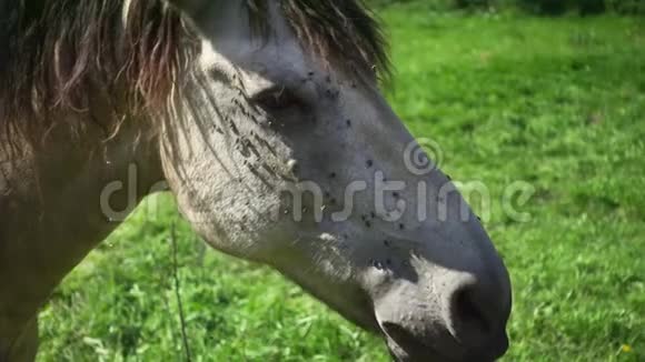 马用多汁的绿草在田里觅食把白色的马头视频的预览图