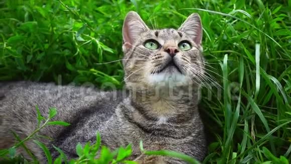 绿草地上可爱的猫夏日碧绿的小草视频的预览图