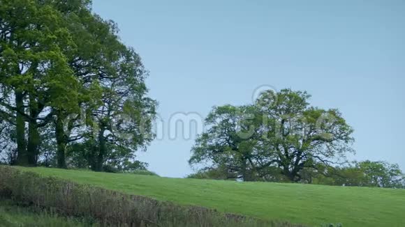 风力乡村景观中有大树的田野视频的预览图
