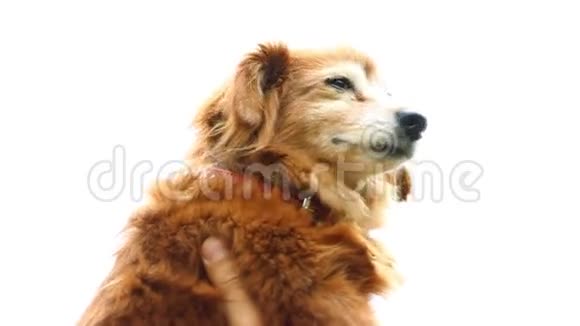 腊肠犬视频的预览图