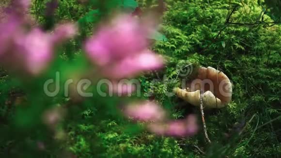 林中绿油油的蘑菇野生植物视频的预览图