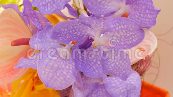 在温室里展出五颜六色的紫色兰花视频的预览图