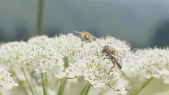 蜜蜂从草地上的野花授粉采集花蜜视频的预览图