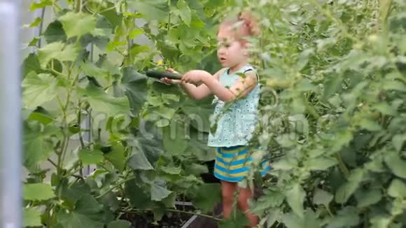 小女孩在一个有黄瓜和西红柿的温室里视频的预览图