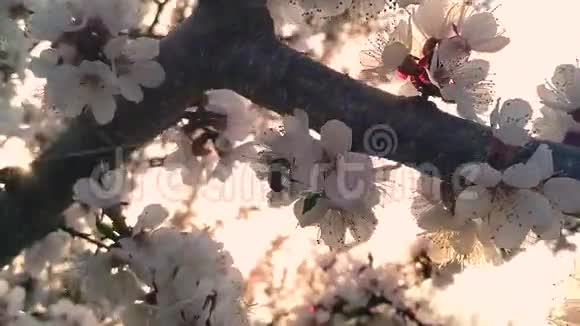 春蜂采蜜花粉的美丽自然视频的预览图