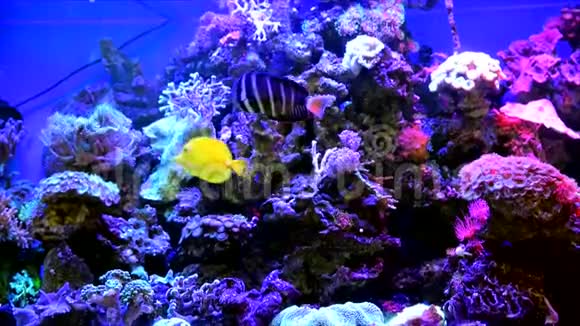 大型水族馆中的装饰鱼视频的预览图