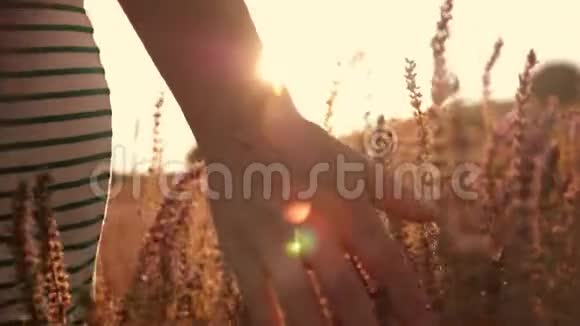 日落时女性手触野花特写自然与健康的概念视频的预览图