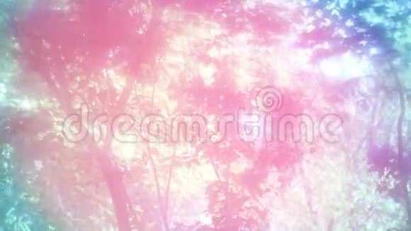 晨曦树摇天篷的清新粉红希望视频的预览图