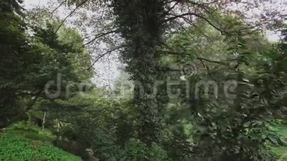 高大的树长枝在热带雨林的斜坡上长满植物格鲁吉亚巴统植物园视频的预览图