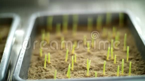 特写幼嫩的绿芽在泥土里落地生长的芽发芽的种子各种谷物育种作物在视频的预览图