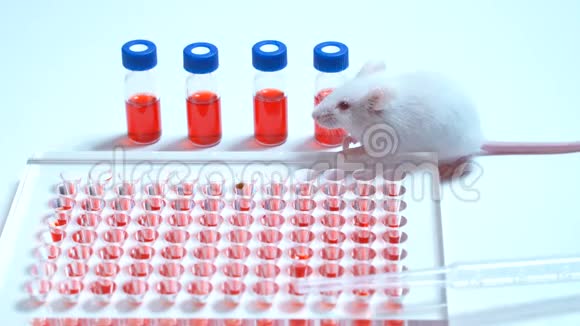 实验室里桌子上有白色的实验室老鼠在白色背景上老鼠是用来做实验的药物视频的预览图