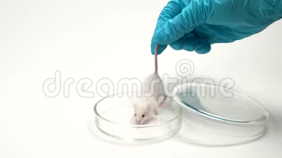 一位戴一次性手套的科学家将一只实验室老鼠放入培养皿中进行研究概念药物测试疫苗视频的预览图