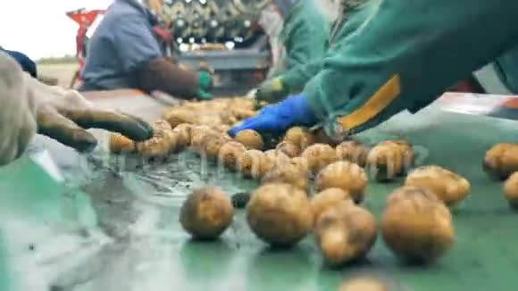 工人在一个特殊的传送带上分类土豆关闭视频的预览图