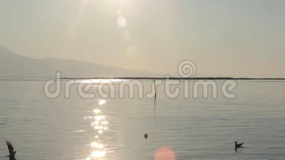 靠近伊兹密尔爱琴海海边的海鸥视频的预览图