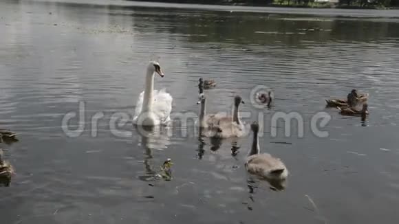 池塘里美丽的天鹅鸟视频的预览图