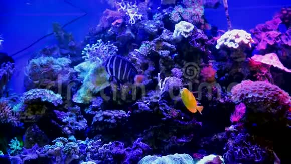 大型水族馆中的装饰鱼视频的预览图