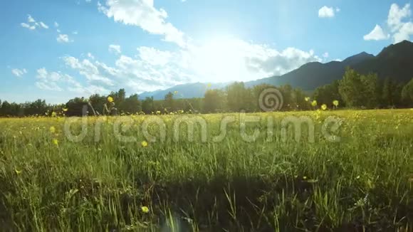 晴天田野上的黄色野花视频的预览图