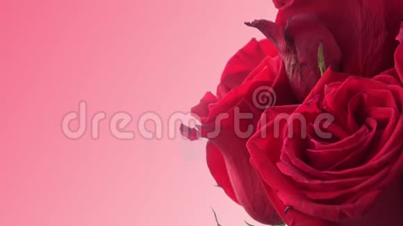 粉红色背景的红玫瑰视频的预览图
