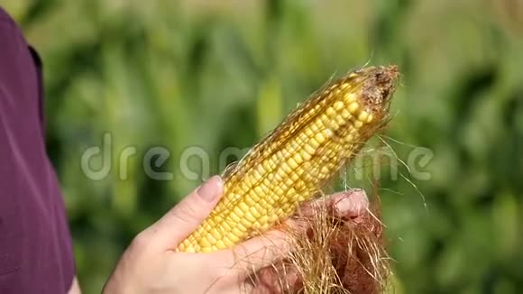 女性双手特写一个农民拿着玉米棒检查它的质量收获农业康菲尔德视频的预览图
