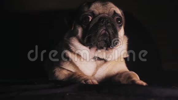 黑暗中一只可爱的小狗的肖像视频的预览图