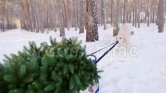 狗拉雪橇在圣诞树上快圣诞节的概念视频的预览图