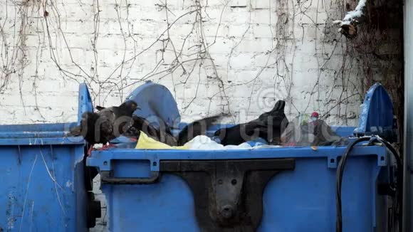 一群岩鸽在垃圾桶里视频的预览图