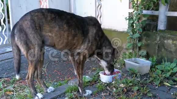 流浪狗吃院子里碗里的食物视频的预览图